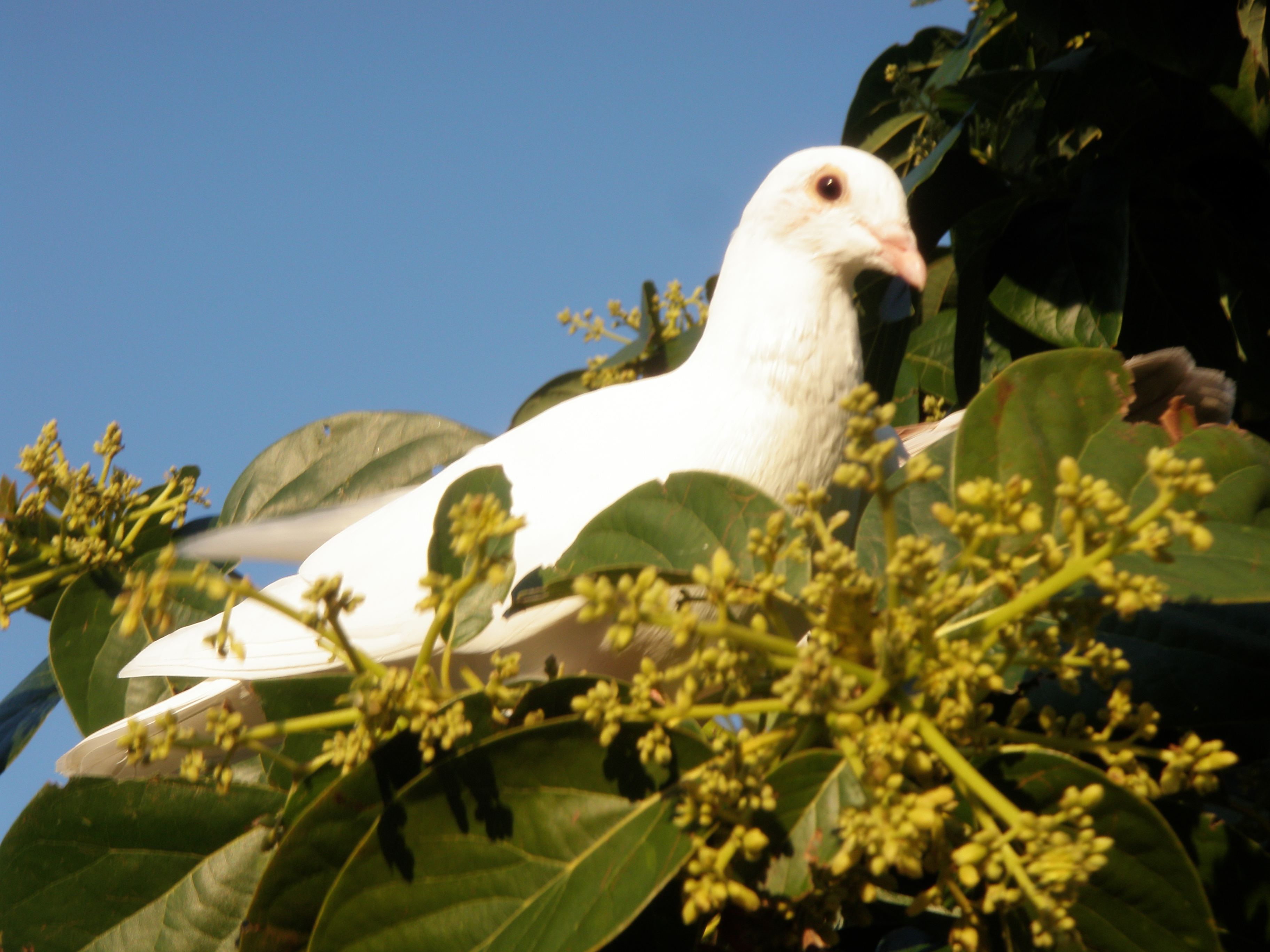 Dove Release Fort Lauderdale - Poetry